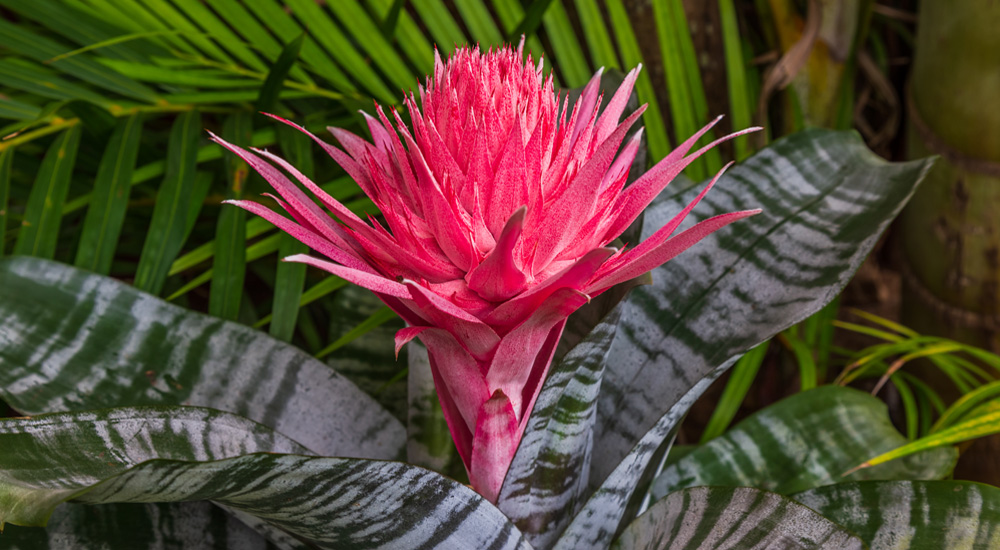 Aechmea Bromeliad Plant Care | House Plants Flowers