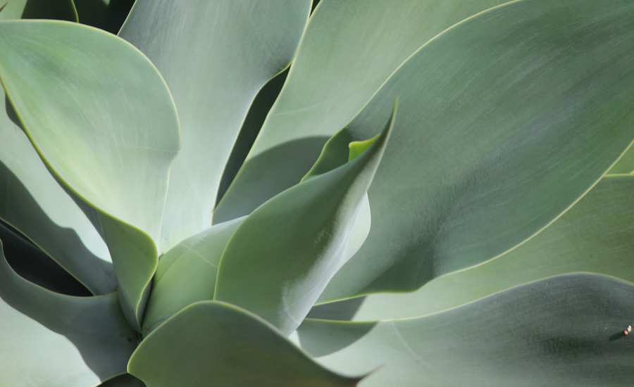 Image of Agave Plant Close | Images Flowers Plants