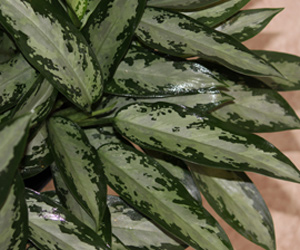 Plant Care Aglaonema Jubilee Petite | Indoor Plants Flowers