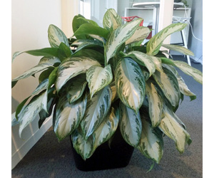 List of House Plants | Aglaonema Silver Bay