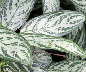 List of House Plants | Aglaonema Silver Queen