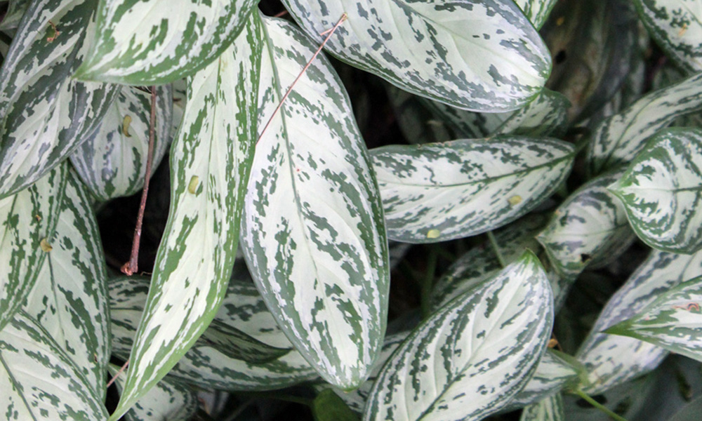 Aglaonema Silver Queen Care | House Plants Flowers