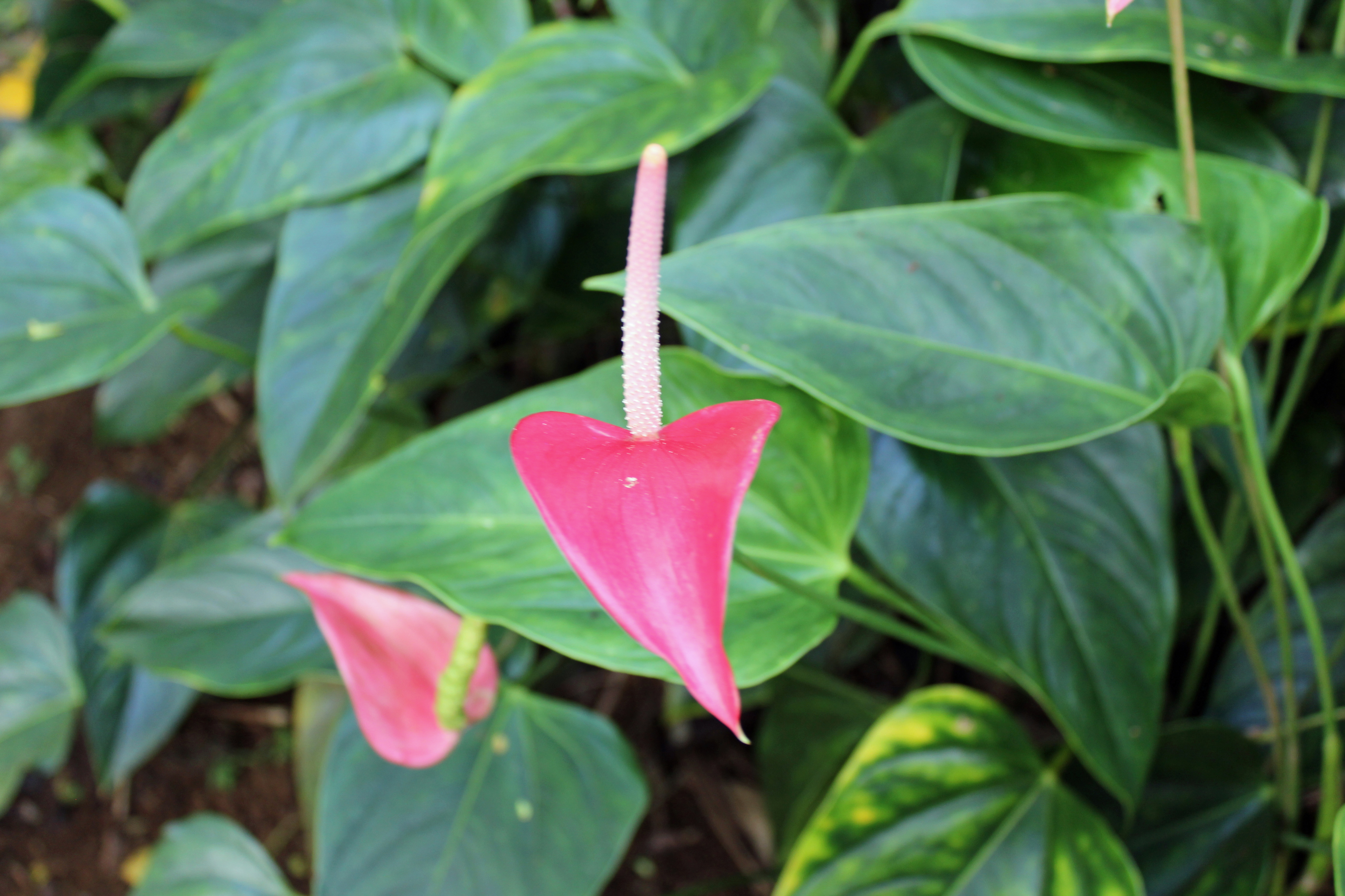 Image of Pink Anthurium Flower | Images Flowers Plants