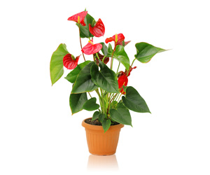 List of House Plants | Anthurium House Plant