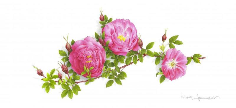 Art Print Rosa Virginiana Vincent Jeannerot