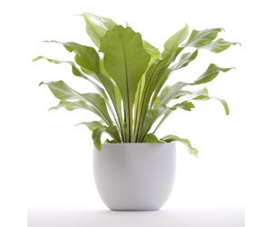 List of House Plants | Asplenium Nidus House Plant