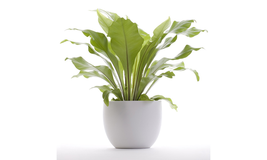 Birds Nest Fern Plant Care | House Plants Flowers