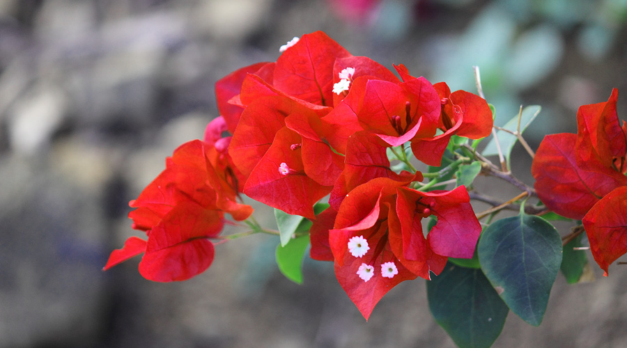 Red Flowers Bougainvillea Branch | Images Flowers Plants
