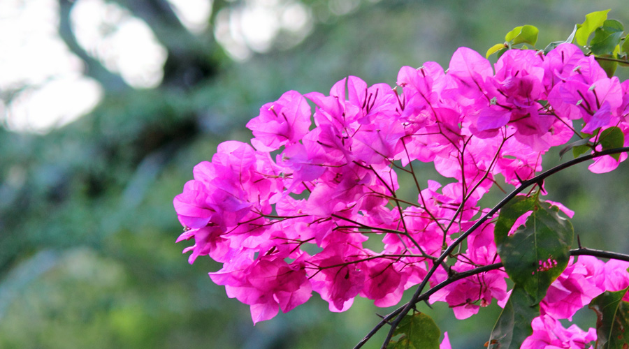 Image Pink Flowers Bougainvillea | Images Flowers Plants