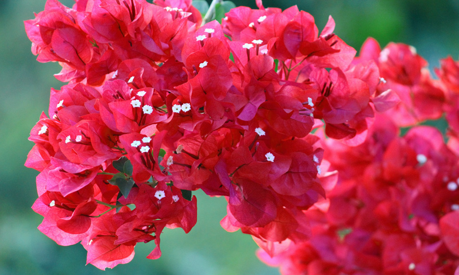 Image of Pink Bougainvillea Flower | Images Flowers Plants