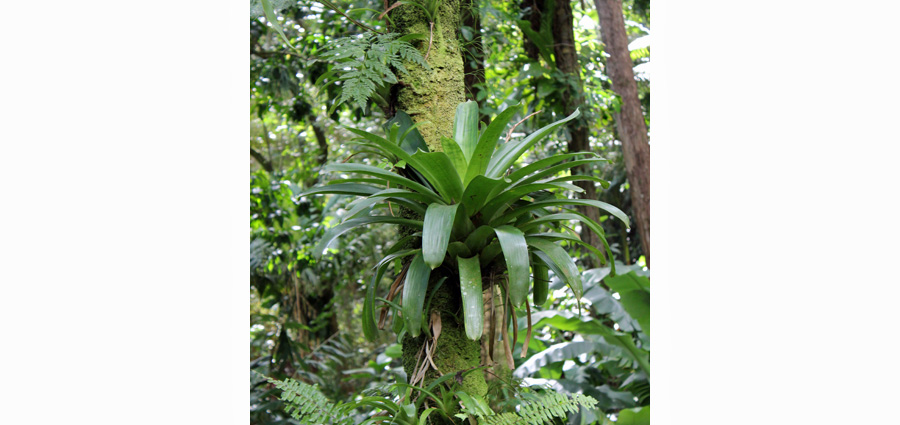 Image of Bromeliad Growing on Tree | Images Flowers Plants
