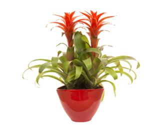 List of House Plants | Bromeliad Plants