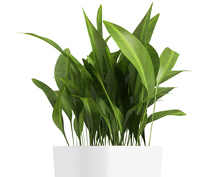 List of House Plants | Aspidistra House Plant