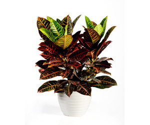 Croton Houseplant | Indoor Plants Flowers