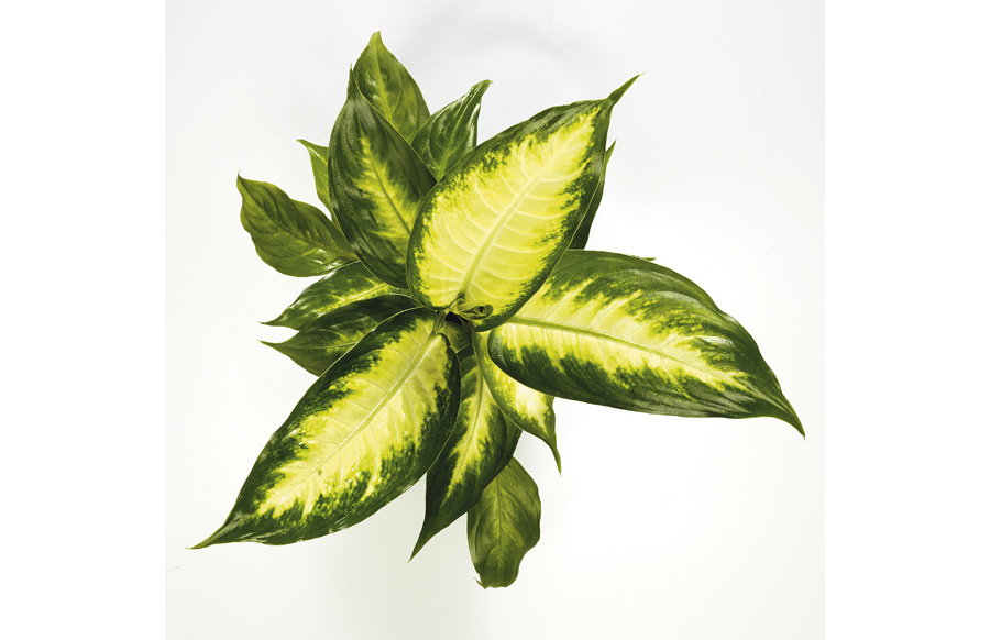 Dieffenbachia Camille Plant Image | Images Flowers Plants