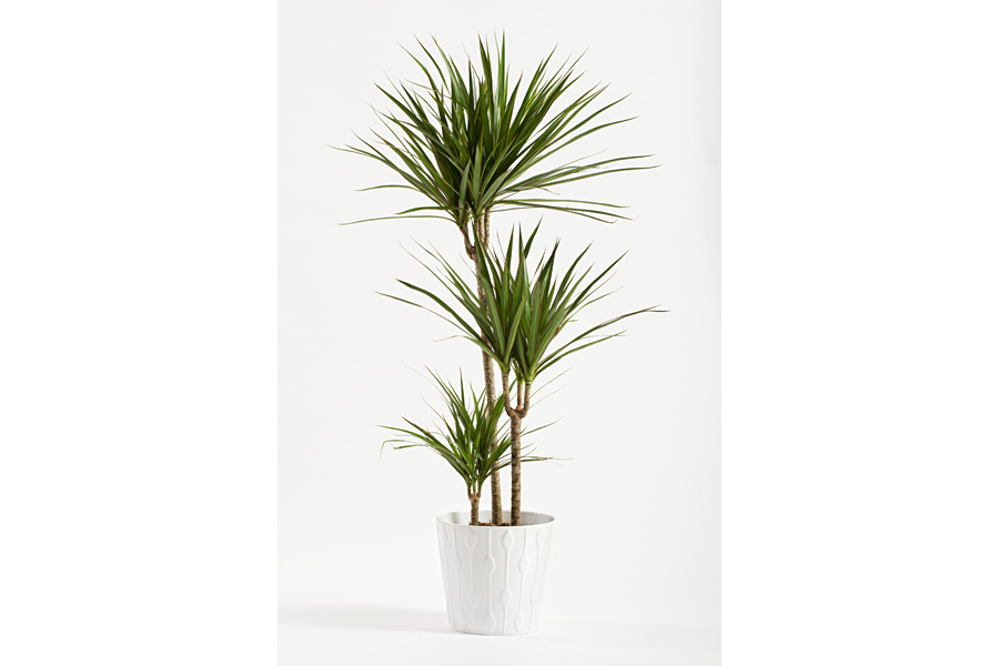 Dracaena Marginata Plant | Pictures Plants Flowers