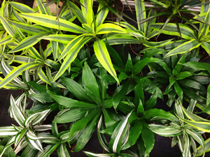 Plant Care Dracaena Plant | Indoor Plants Flowers