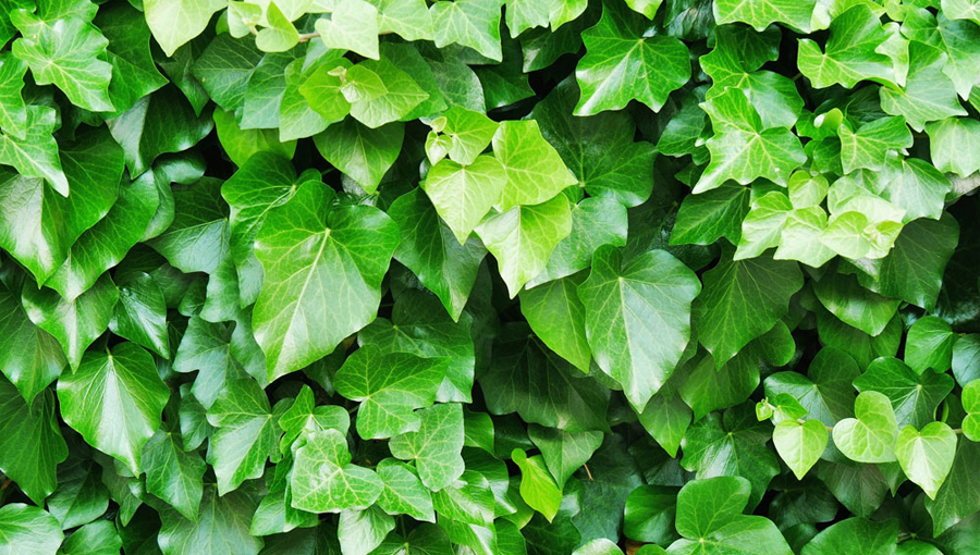 House Plant Care English Ivy | Plants Flowers Care