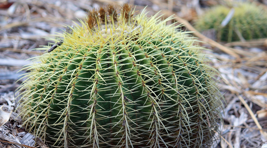 Image of Golden Barrel Cactus | Images Flowers Plants