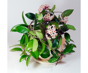 Best House Plants | Hoya Plant Care