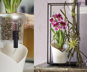 Orchid Self-Watering Planter | Indoor Plants Flowers