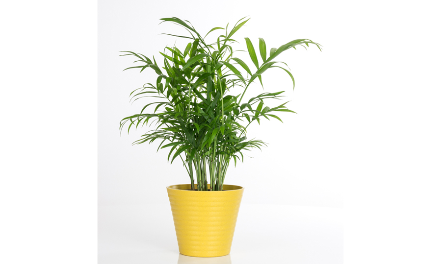 Parlor Palm Plant Care | House Plants Flowers