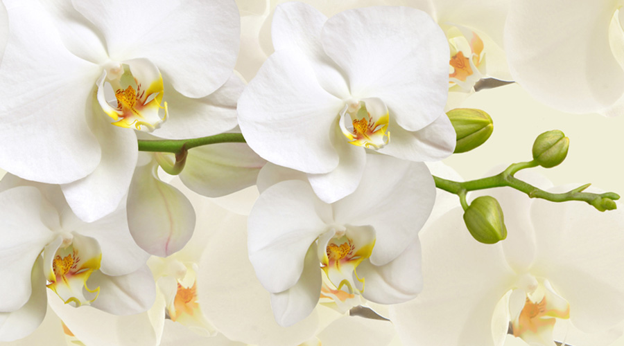 Orchid Houseplant Care | Houseplants Flowers