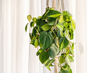 Philodendron Brasil Plant Care | Indoor Plants Flowers