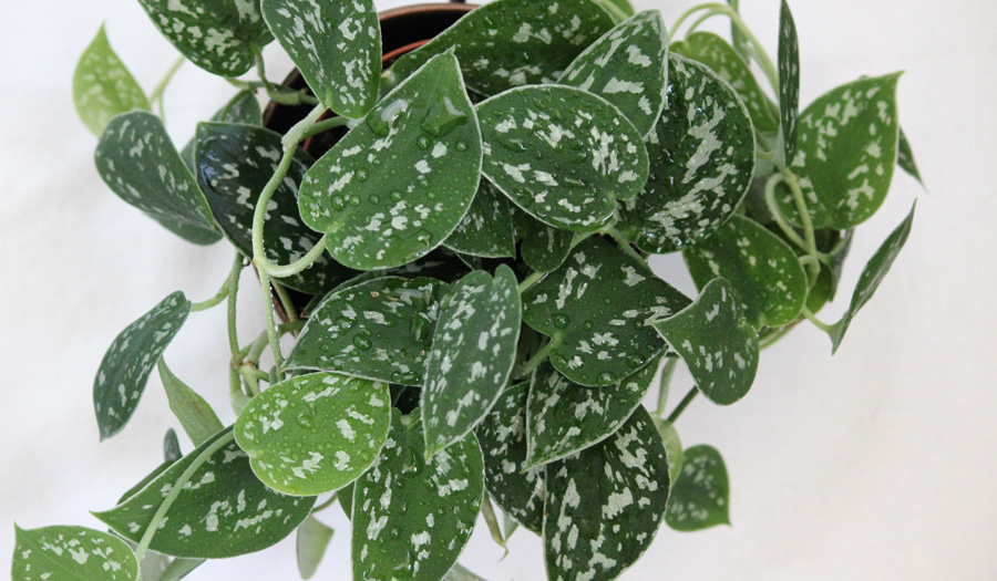 Philodendron Silver Picture | Plants Flowers Pictures