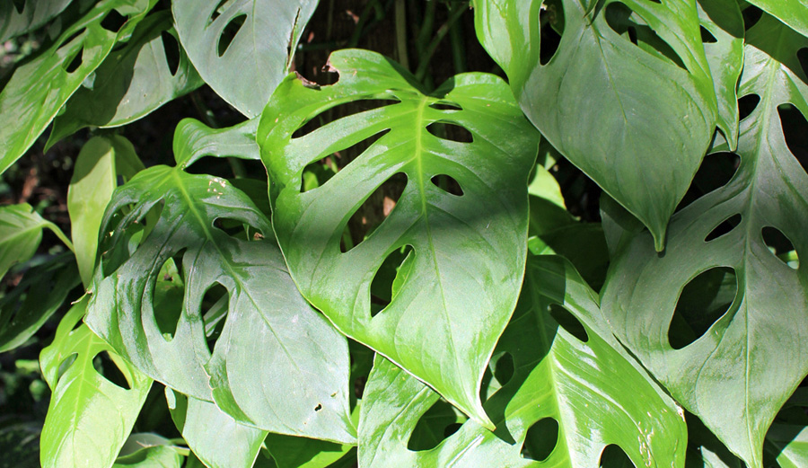 Image of Philodendron Swiss Cheese Plant | Images Flowers Plants