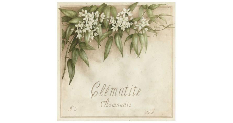 Plant Flower Poster White Clematis, Clematite Vincent Perriol
