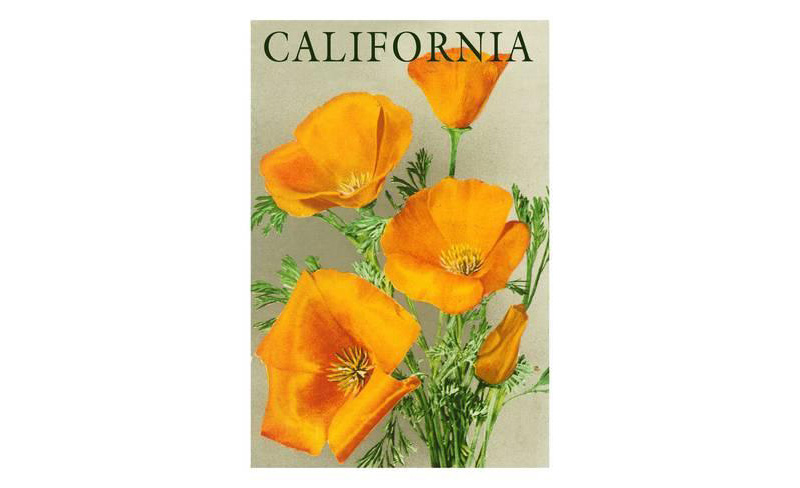Flower Plant Poster Art - California Poppies Poster