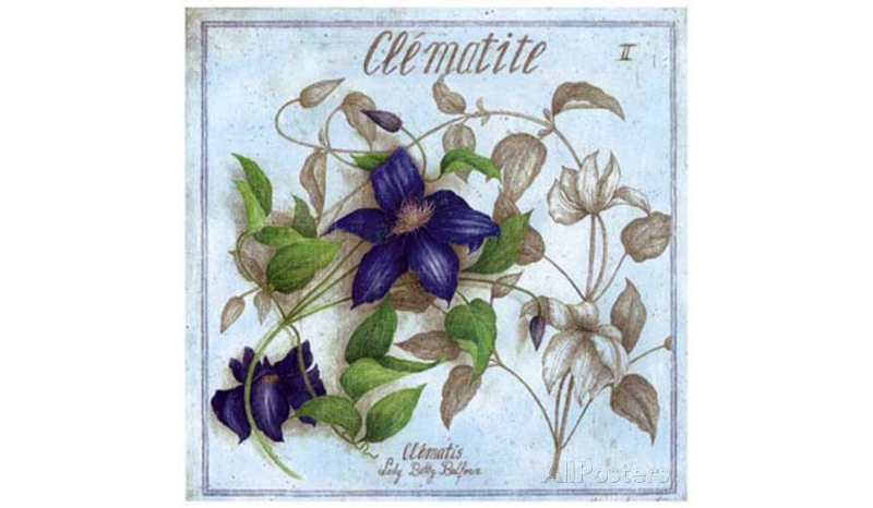 Plant Flower Botanical Poster, Clematis, Clematite by Artist Vincent Jeannerot
