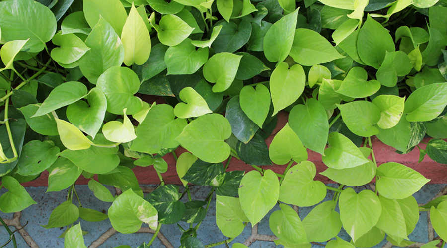 Devils Ivy Plant Care | House Plants