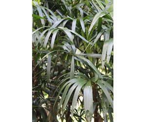 Plant Care Rhapis Palm Plant | Indoor Plants Flowers